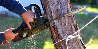 Best Tree Removal  in Linden, AZ