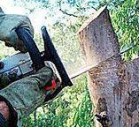 Best Stump Grinding and Removal  in Linden, AZ