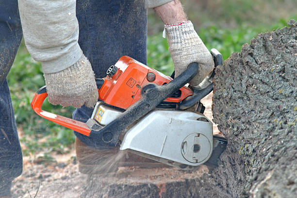 Lawn Renovation and Restoration in Linden, AZ