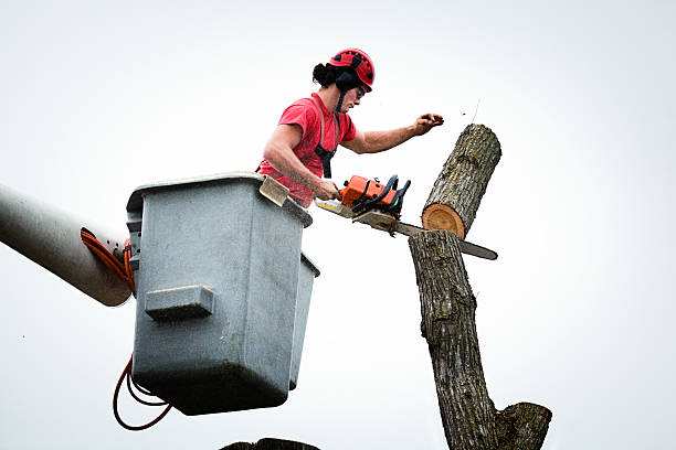Linden, AZ Tree Care Company