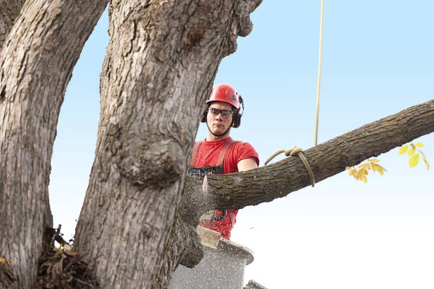 Professional Tree Care in Linden, AZ